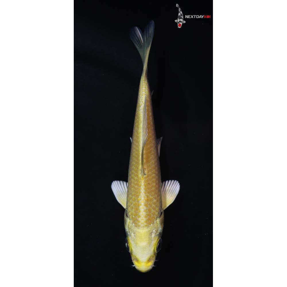 4” Imported Yamabuki Ogon