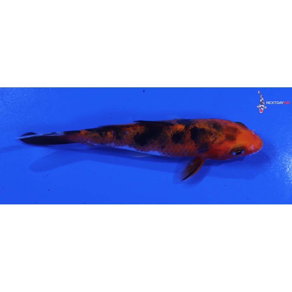 4” Imported Sanke