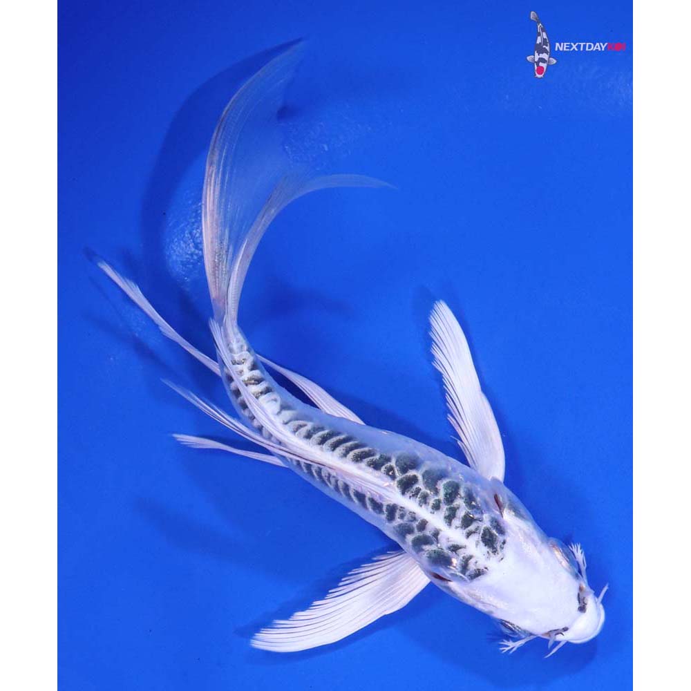 5.5” Imported Doitsu Gin Matsuba Butterfly Koi
