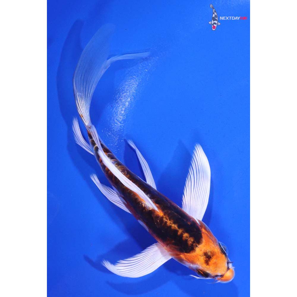 6” Imported Kin Kikokuryu Butterfly Koi
