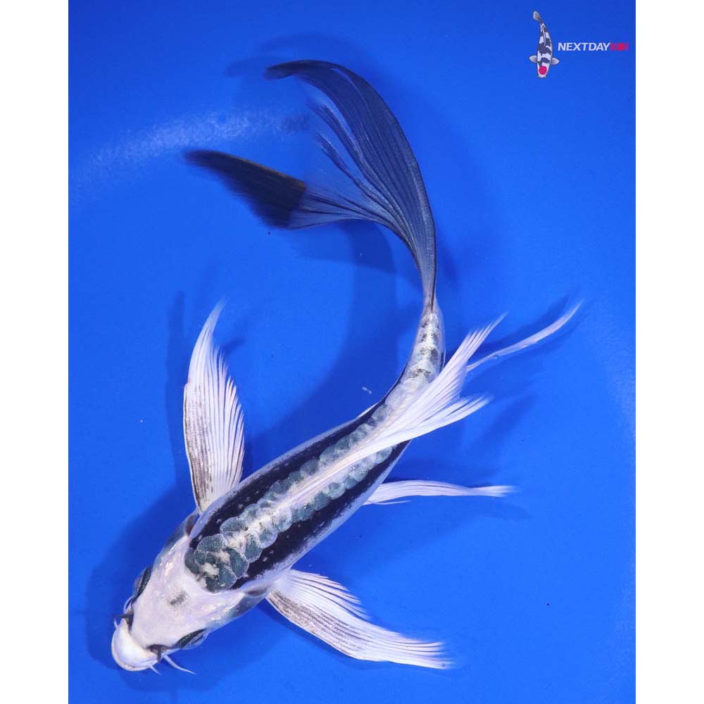 6.5” Imported Kikokuryu Butterfly Koi
