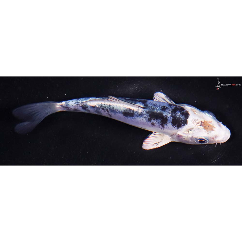 4” Imported Doitsu Blue Gin Shiro Bekko