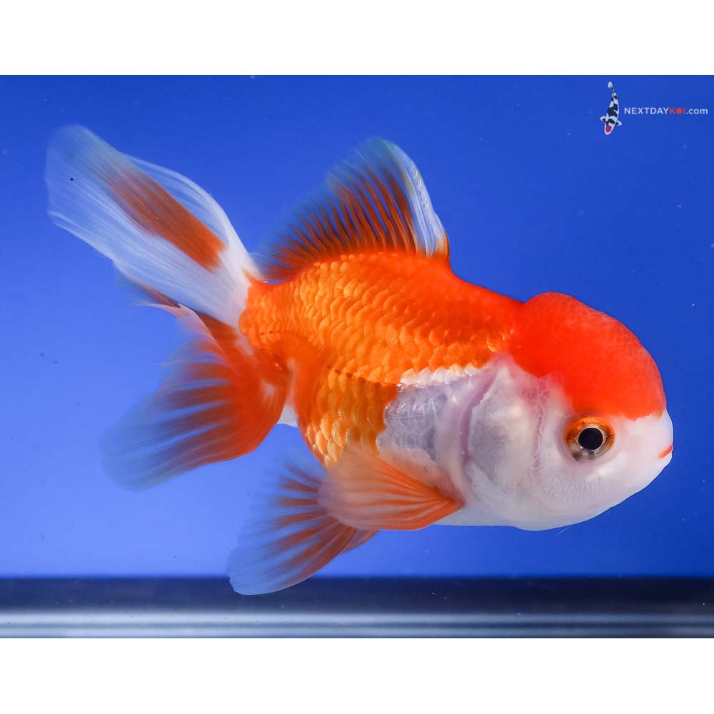 4.5” Imported Red and White Oranda