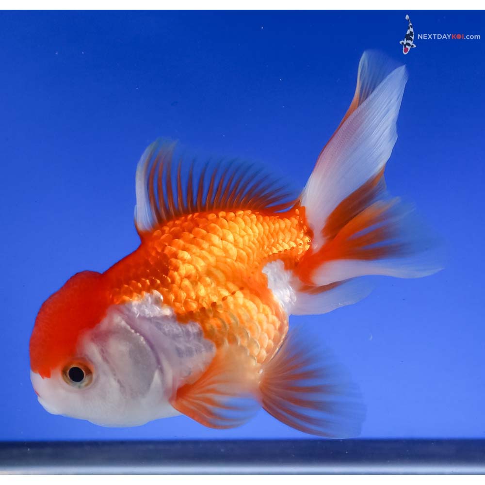 4.5” Imported Red and White Oranda