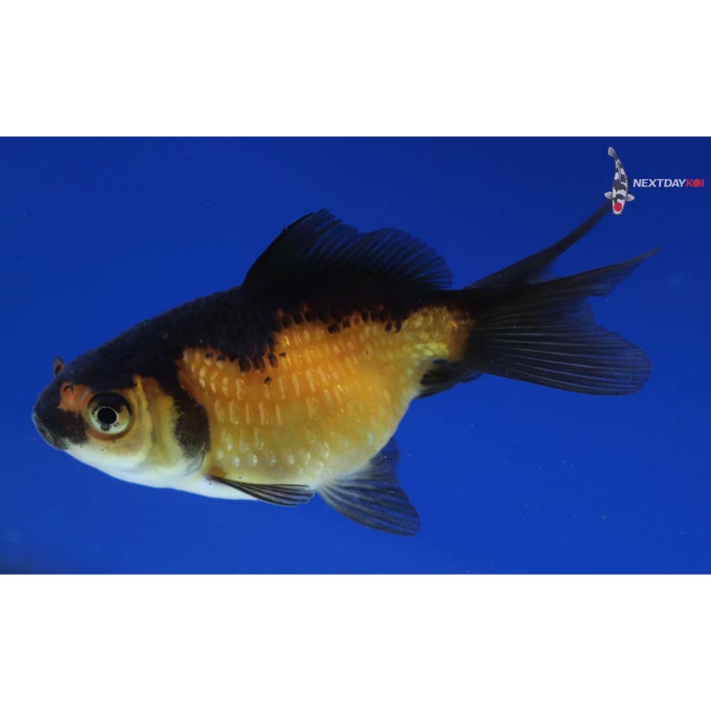 2.5” Imported Red and Black Pearlscale