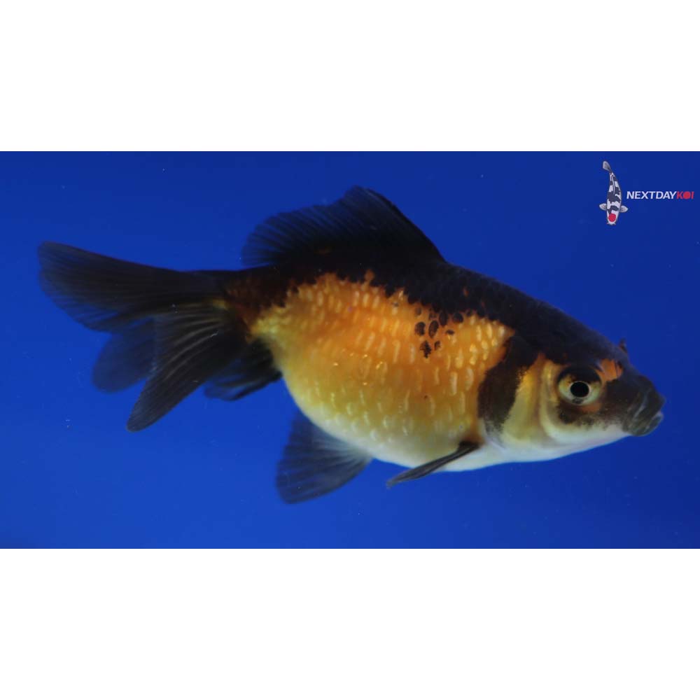 2.5” Imported Red and Black Pearlscale