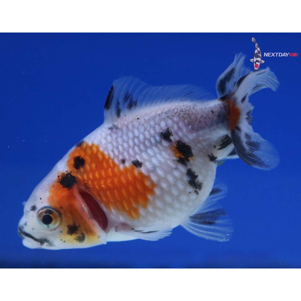 2.5” Imported Calico Pearlscale