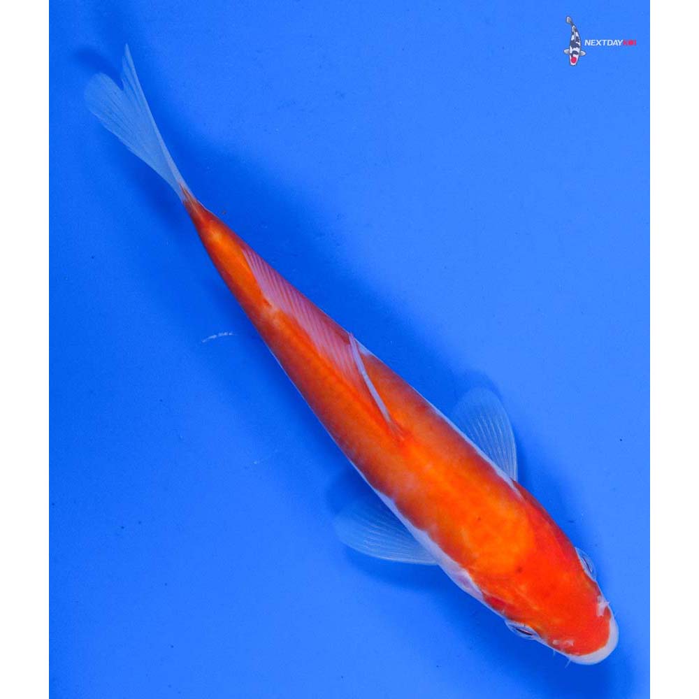 5.5” Imported Kohaku