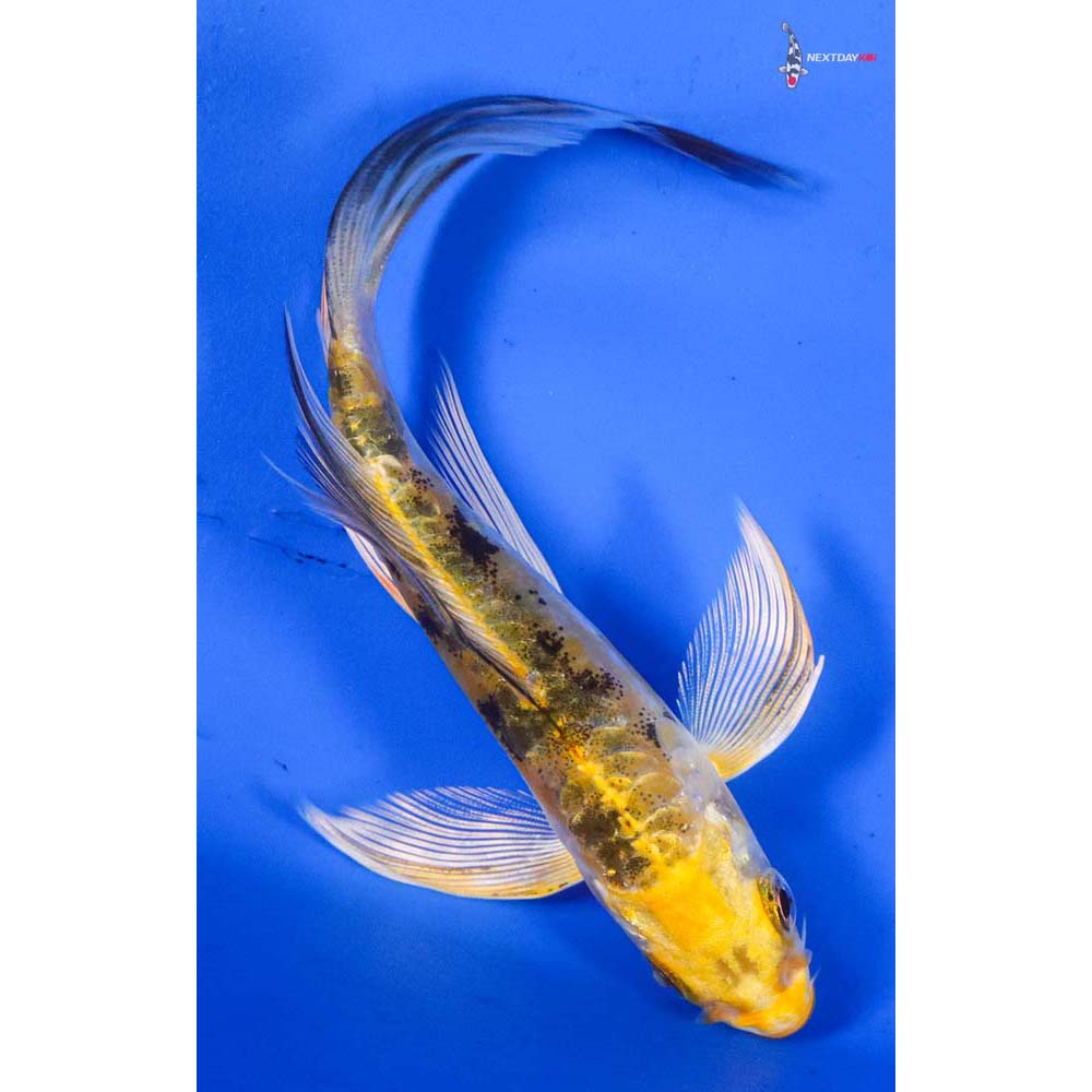 5” Imported Heisei Nishiki Butterfly Koi