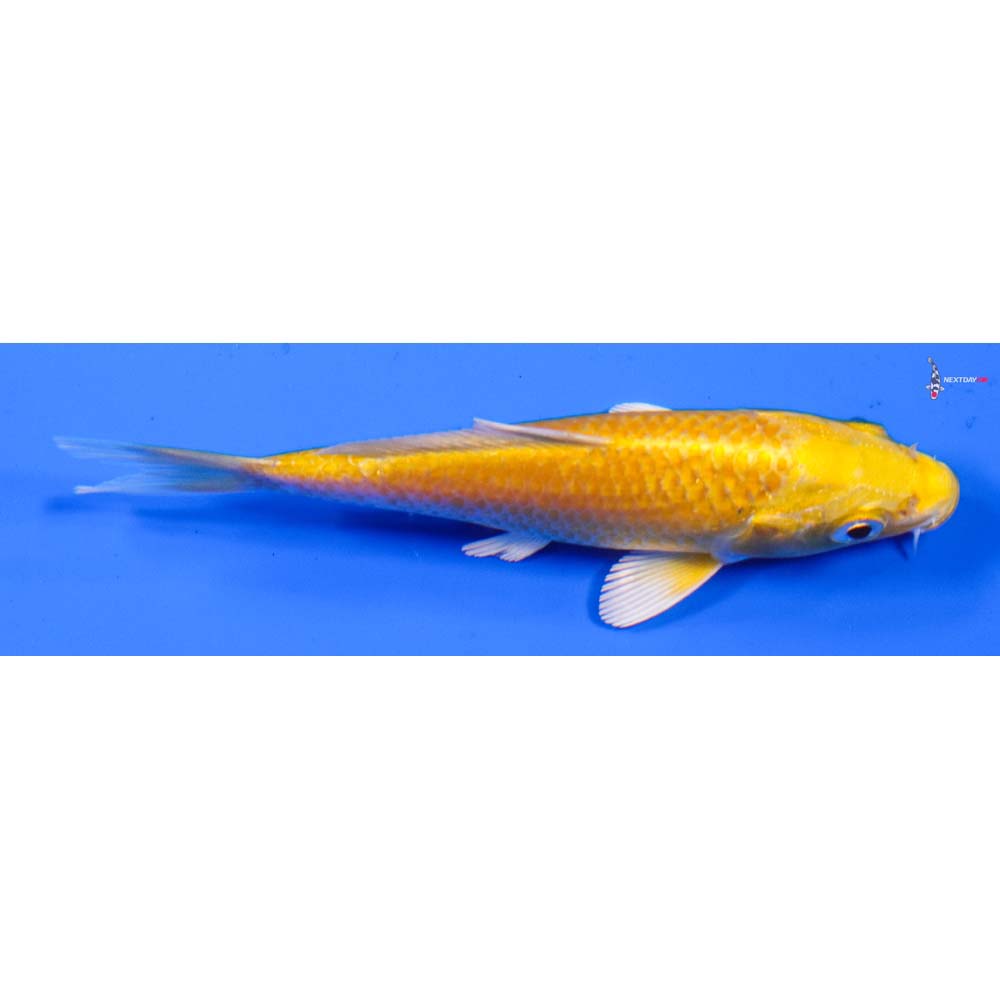 4” Imported Yamabuki Ogon