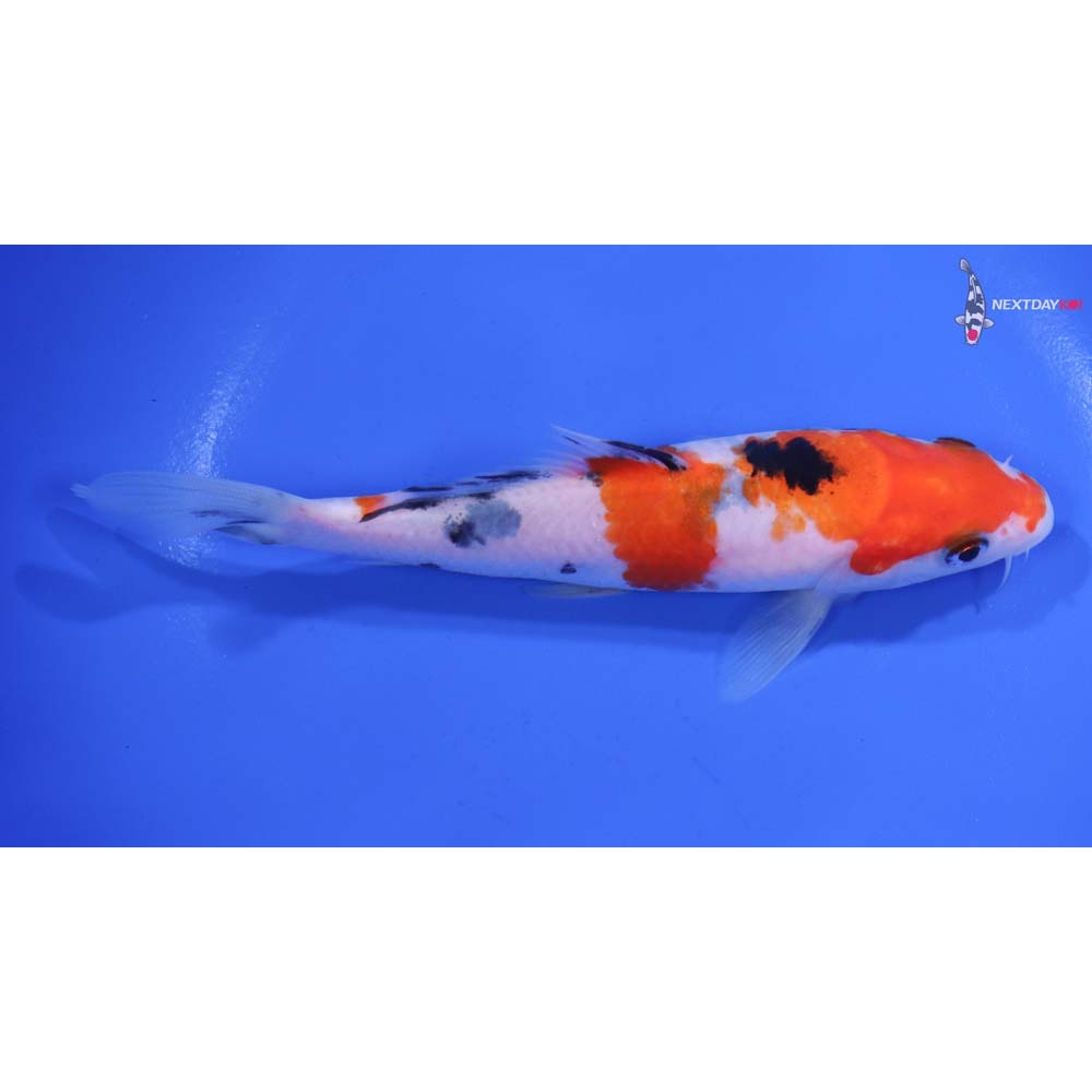 6” Imported Sanke