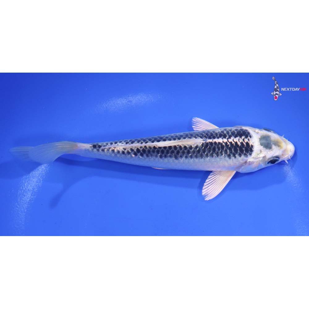 6” Imported Kujaku