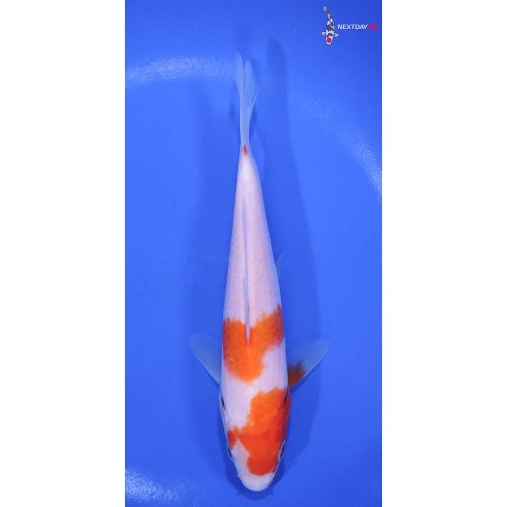 6” Imported Kohaku