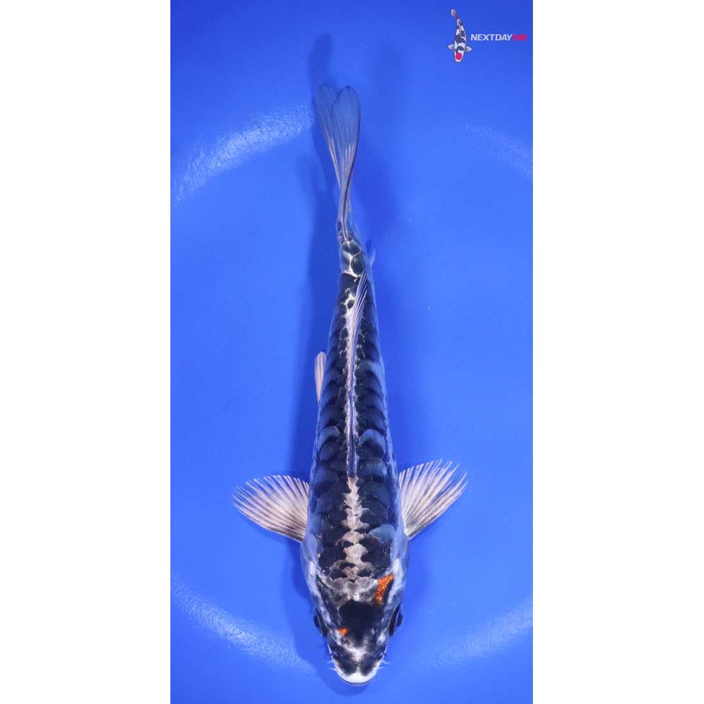 6” Imported Kin Kikokuryu