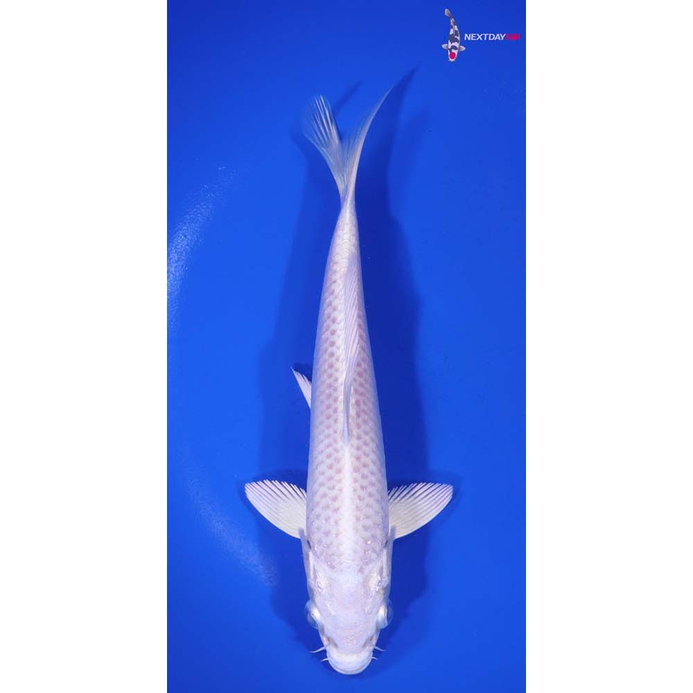 6.5” Imported Platinum Ogon