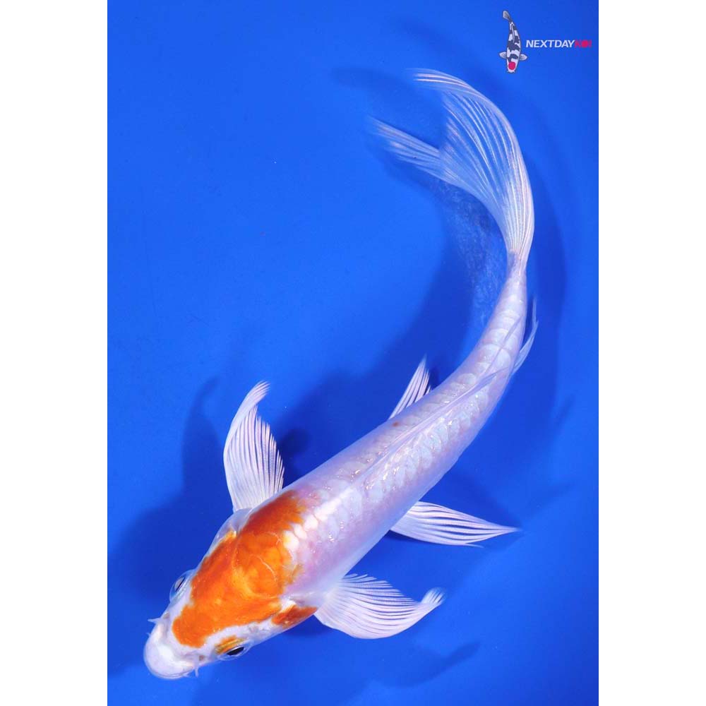 5.5” Imported Kikusui Butterfly Koi