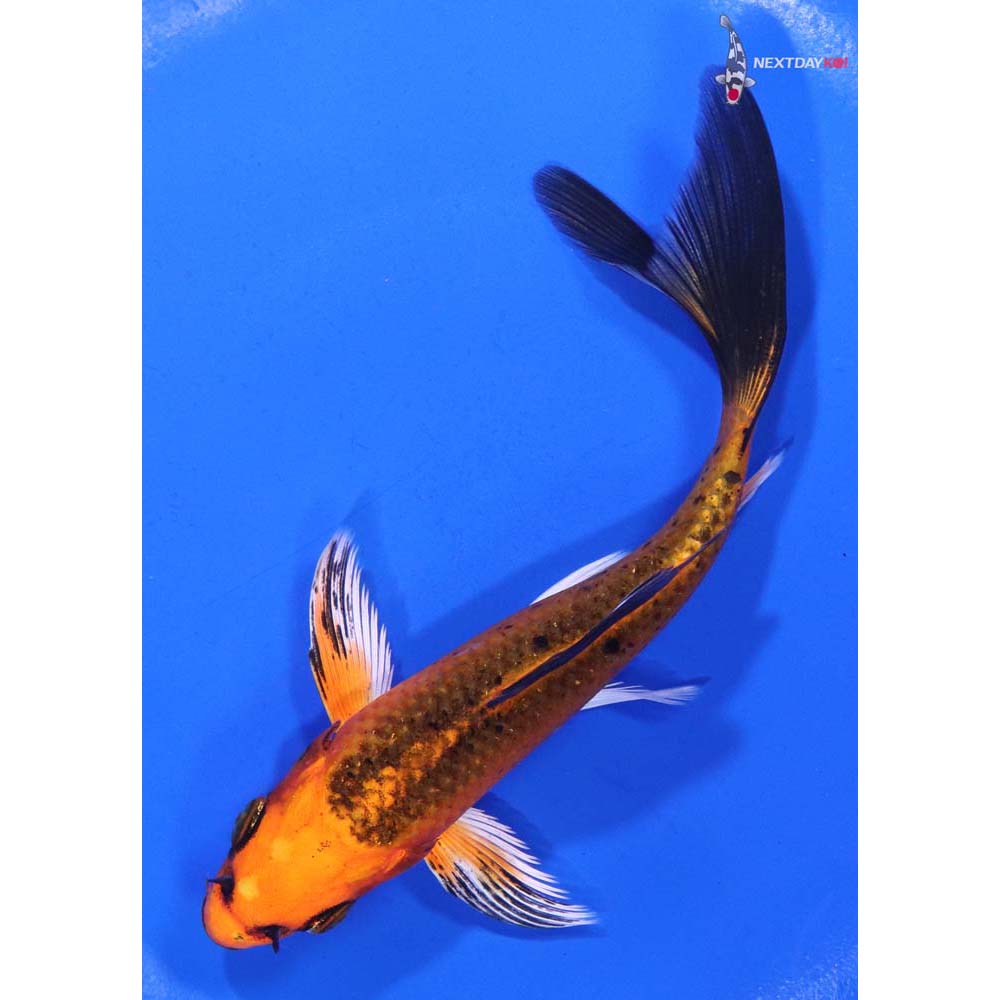 5.5” Imported Orenji Matsuba Butterfly Koi