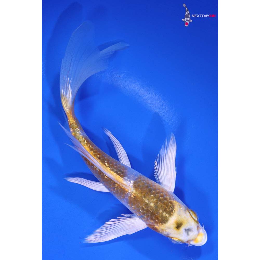 6” Imported Gin Rin Kujaku Butterfly Koi
