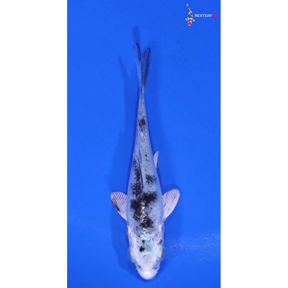 3” Imported Gin Shiro Bekko