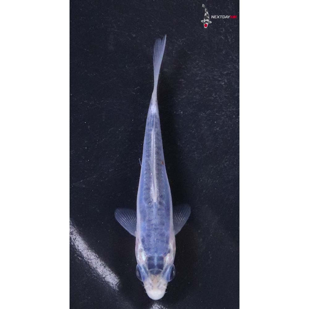 3” Imported Shusui