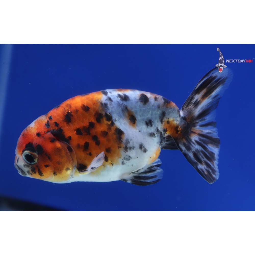 3.5” Imported Male Calico Ranchu