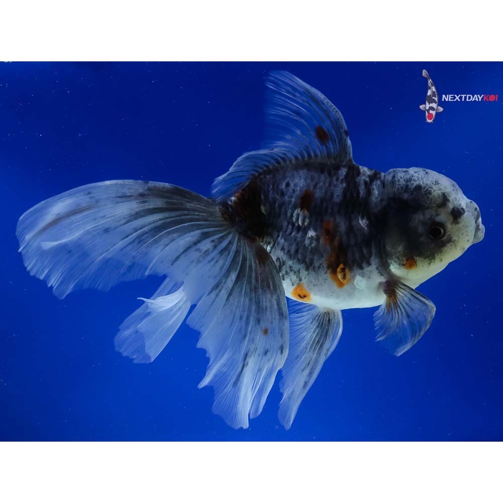 7” Imported Calico Rosetail Oranda