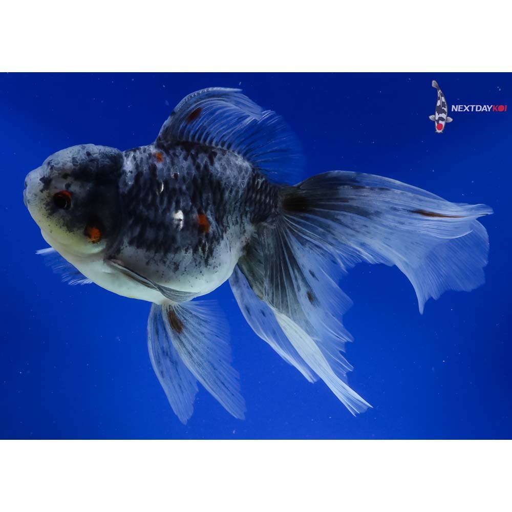 7” Imported Calico Rosetail Oranda
