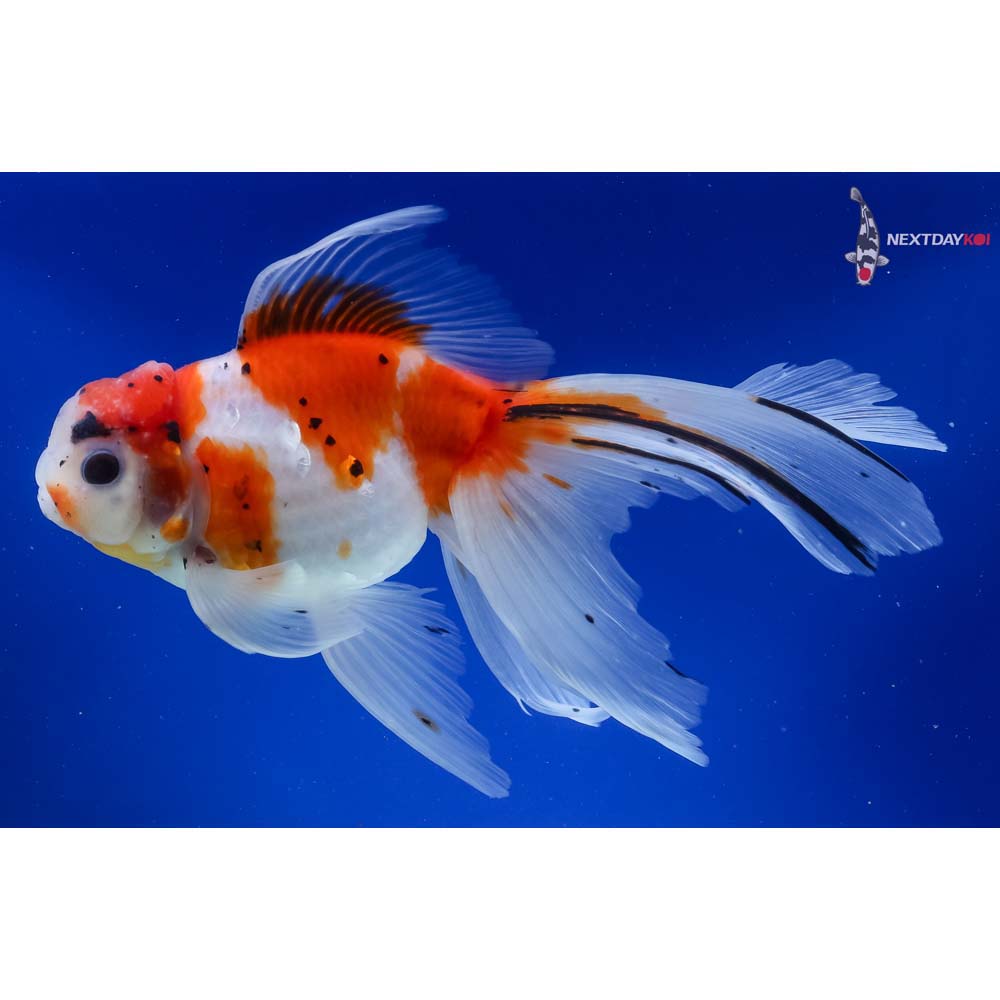 7.5” Imported Calico Rosetail Oranda