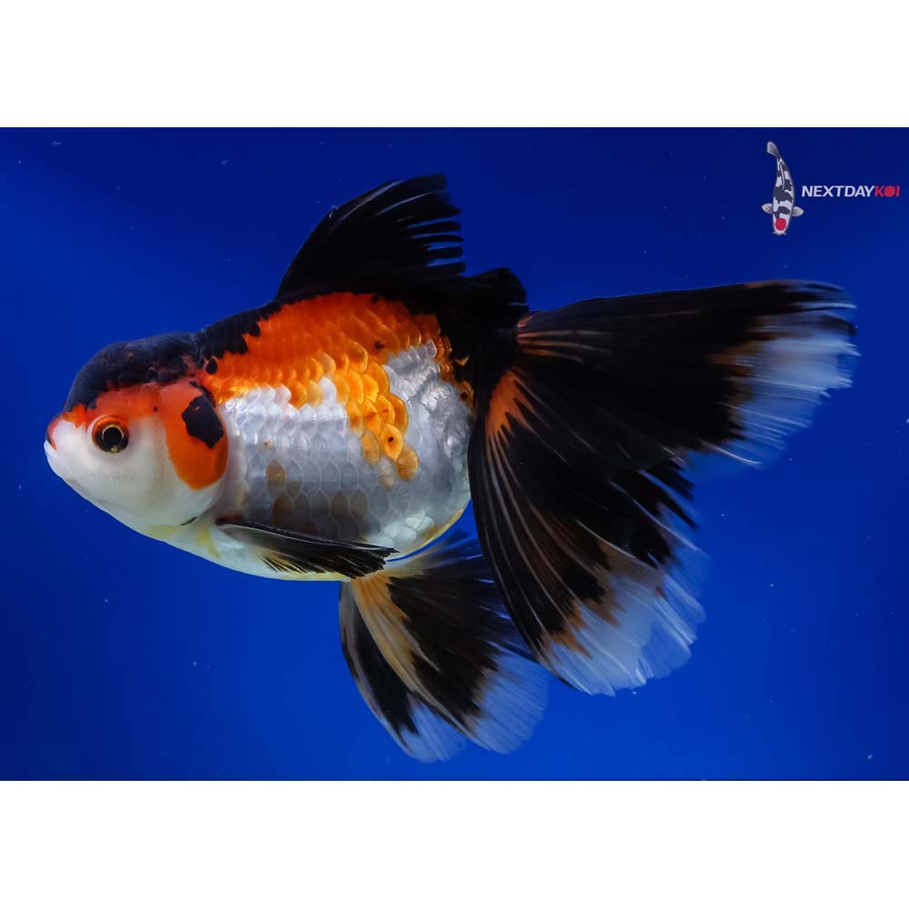 6.5” Imported Male Tri Color Rosetail Oranda