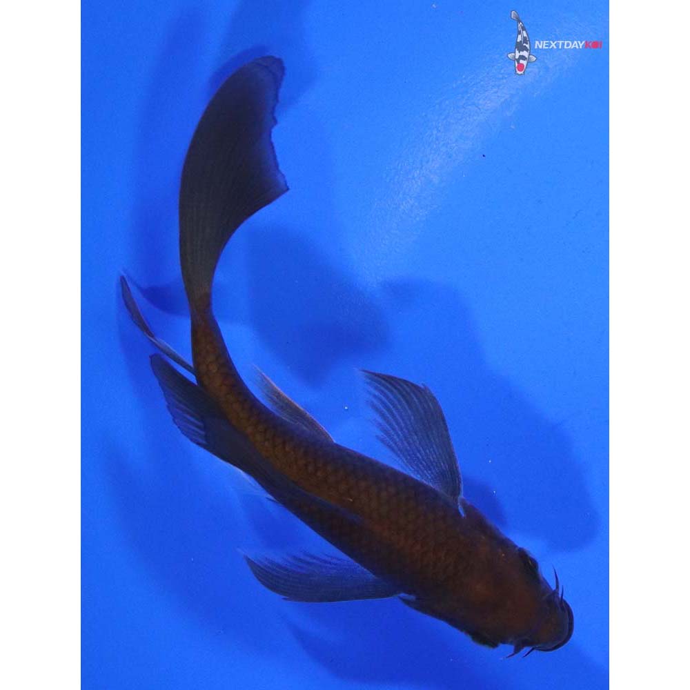 4.5” Imported Chagoi Butterfly Koi