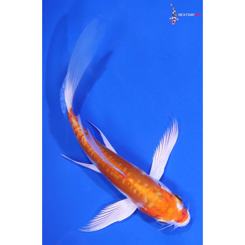 5” Imported Kikusui Butterfly Koi