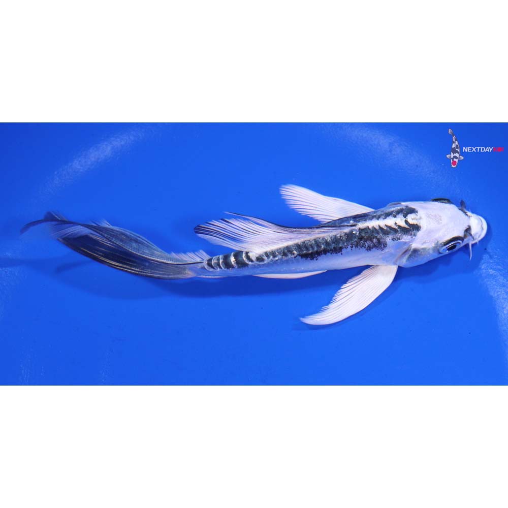 5” Imported Kikokuryu Butterfly Koi