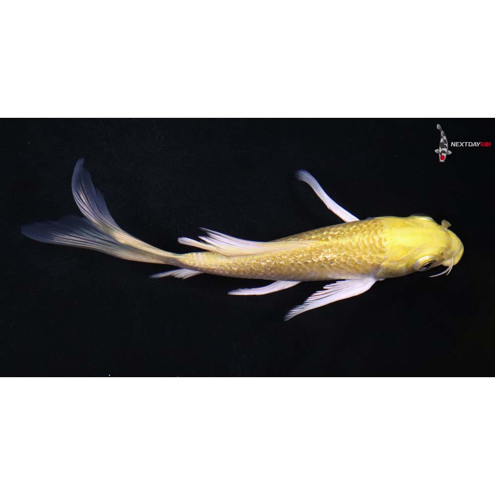 5” Imported Gin Rin Yamabuki Ogon Butterfly Koi