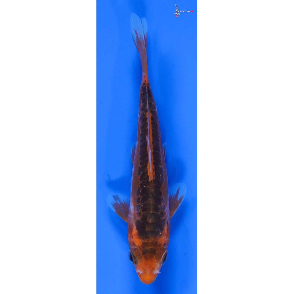 4.5” Imported Hana Shusui