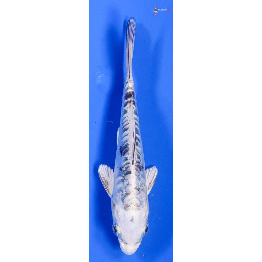 5” Imported Doitsu Gin Shiro Bekko