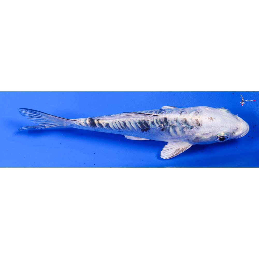 5” Imported Doitsu Gin Shiro Bekko