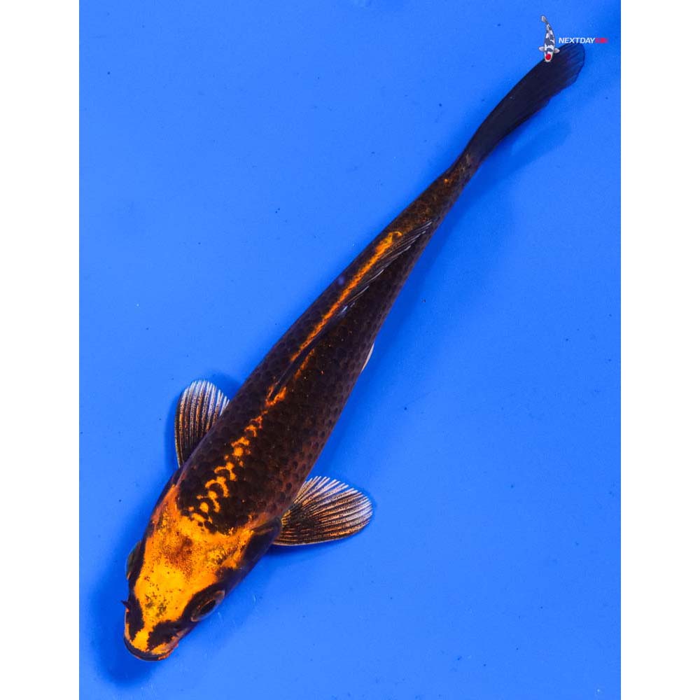 5” Imported Orenji Matsuba