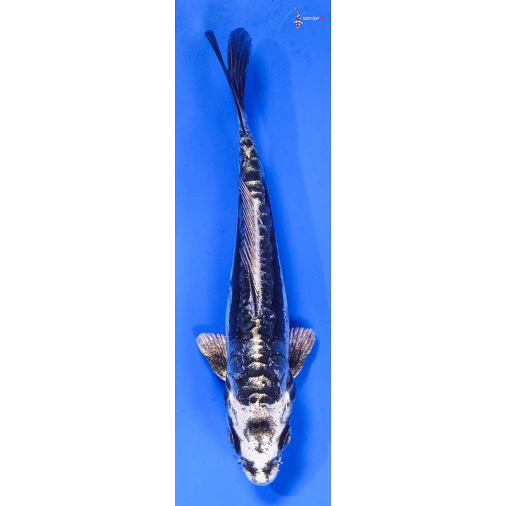 5” Imported Kikokuryu