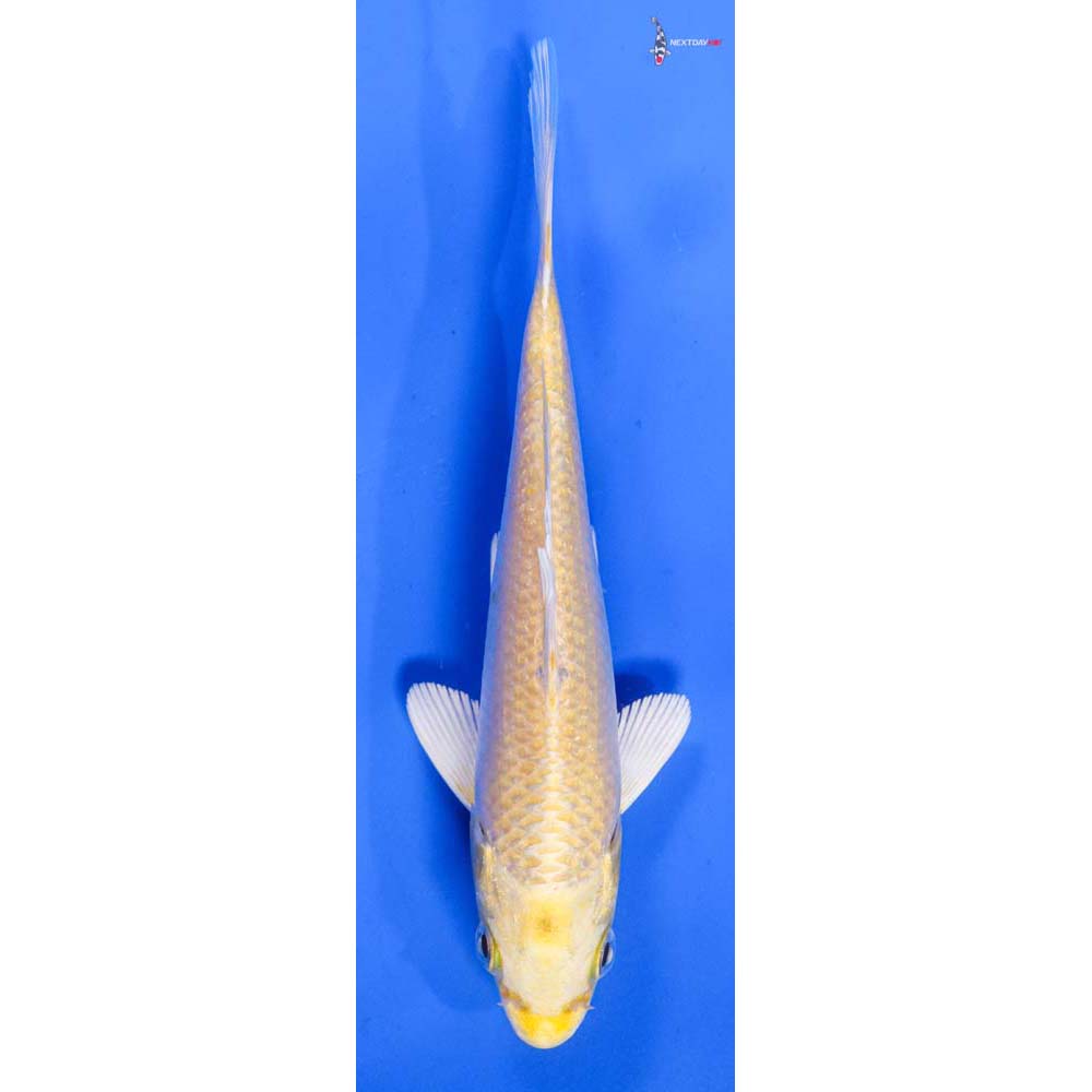 5.5” Imported Yamabuki Ogon