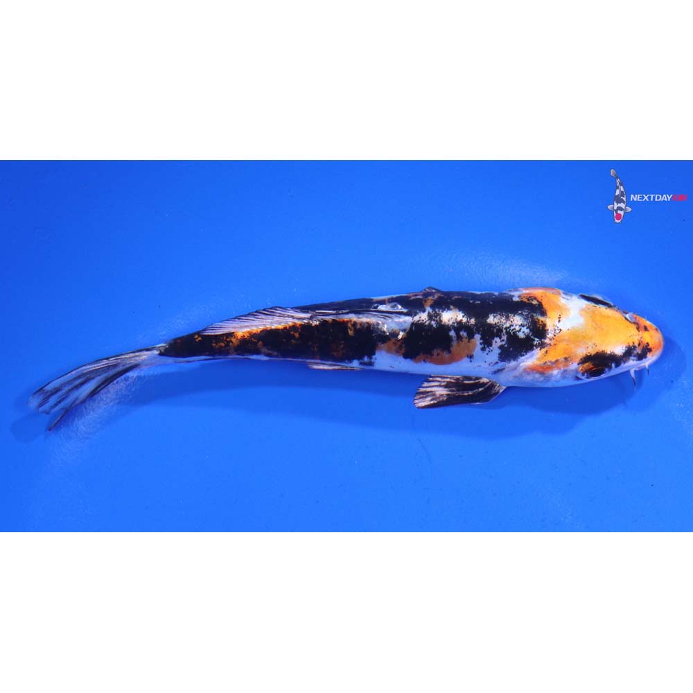 5” Imported Heisei Nishiki