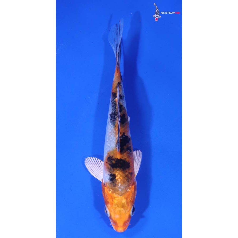 4.5” Imported Yamato Nishiki