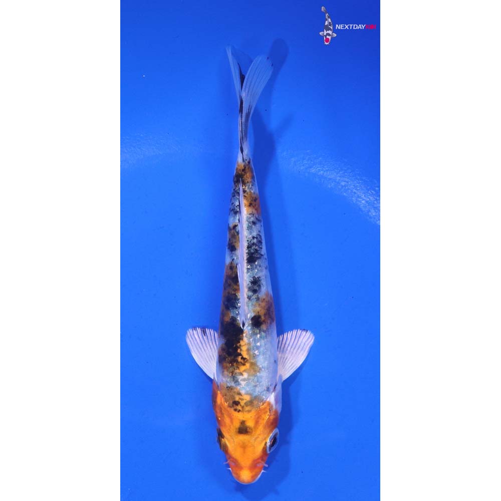5” Imported Yamato Nishiki