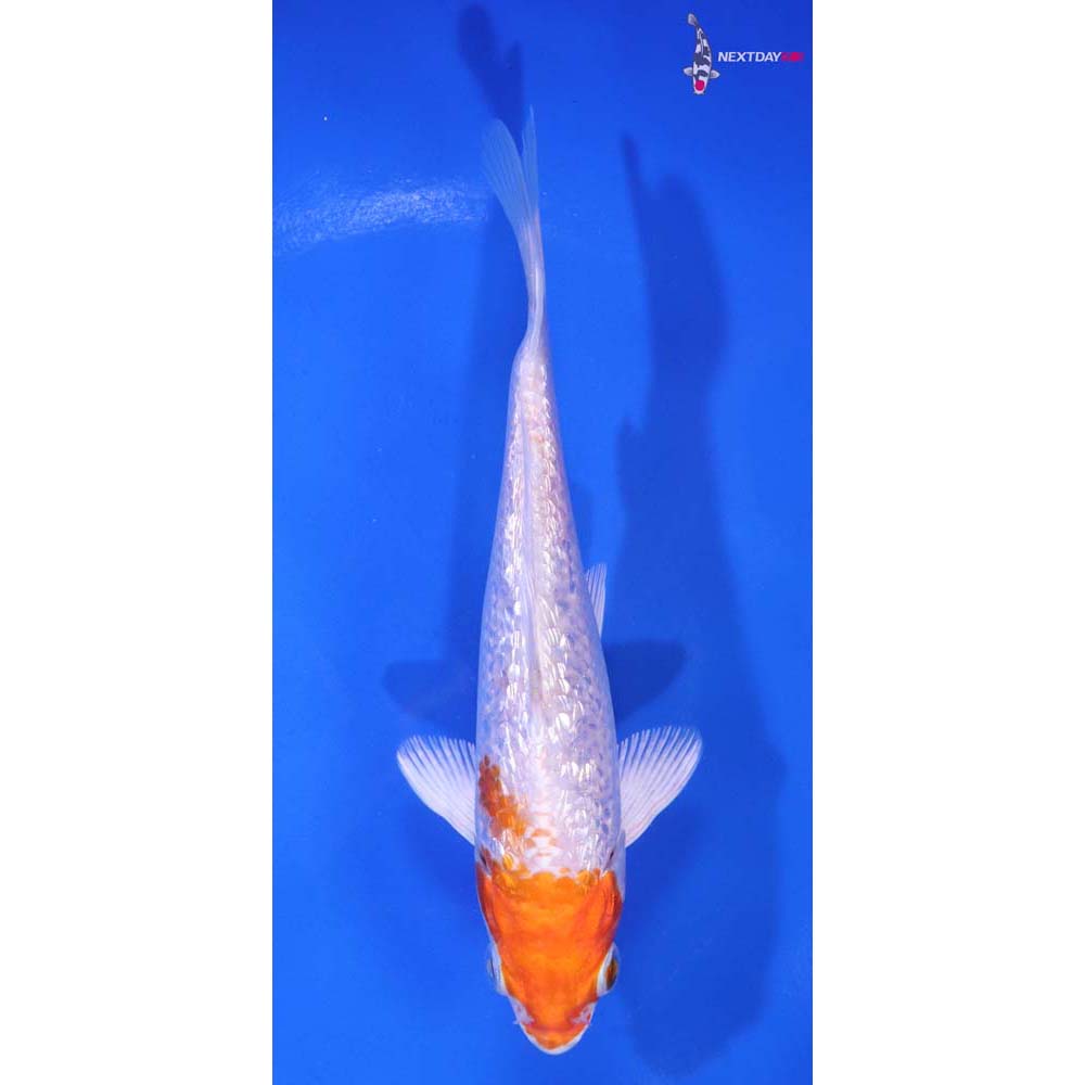 5.5” Imported Gin Rin Hariwake