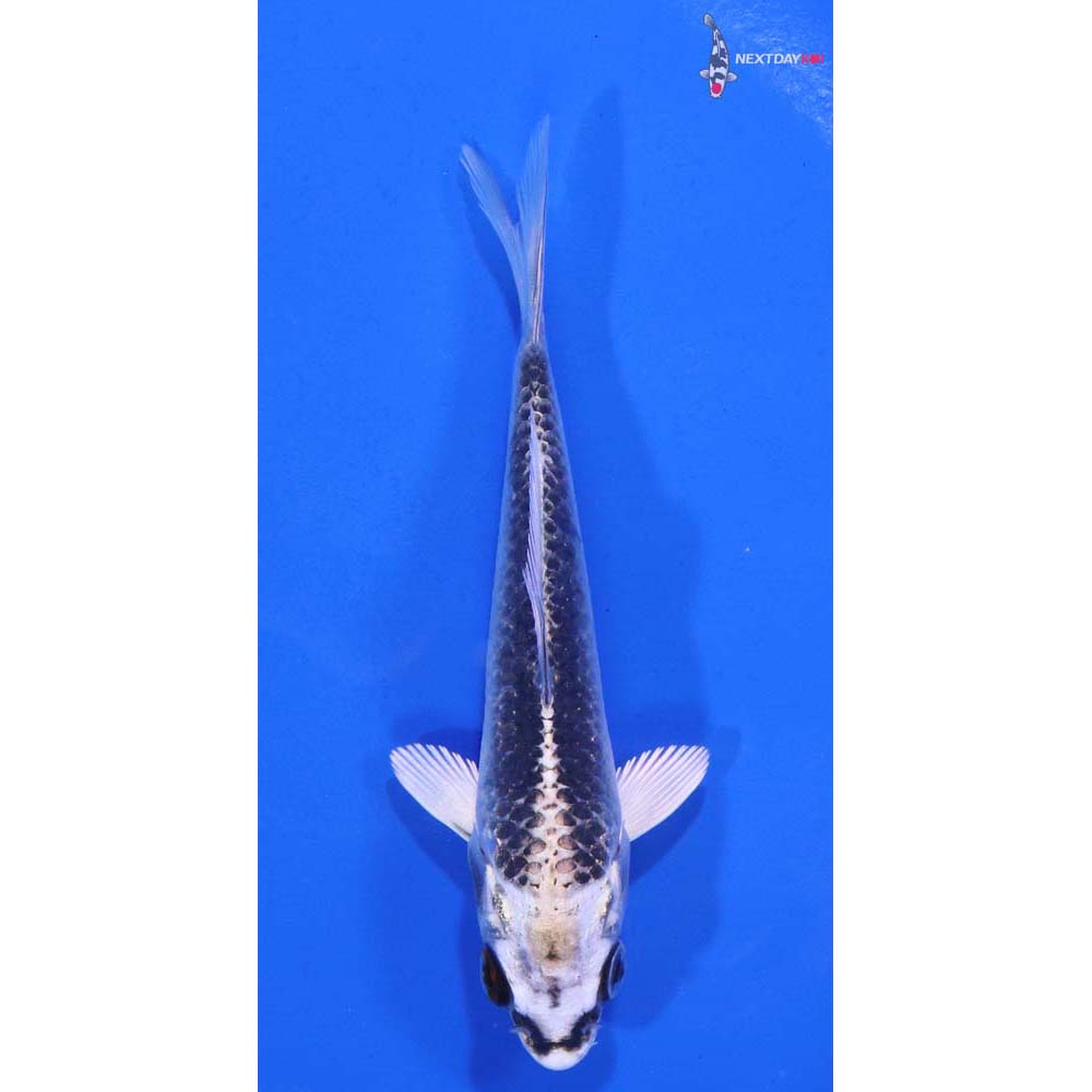 4” Imported Gin Matsuba