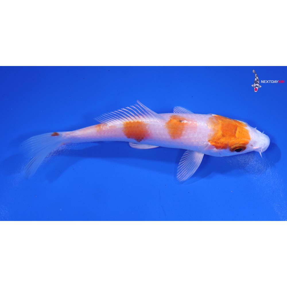 4.5” Imported Hariwake