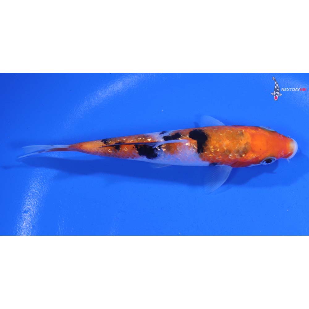 4.5” Imported Gin Rin Sanke