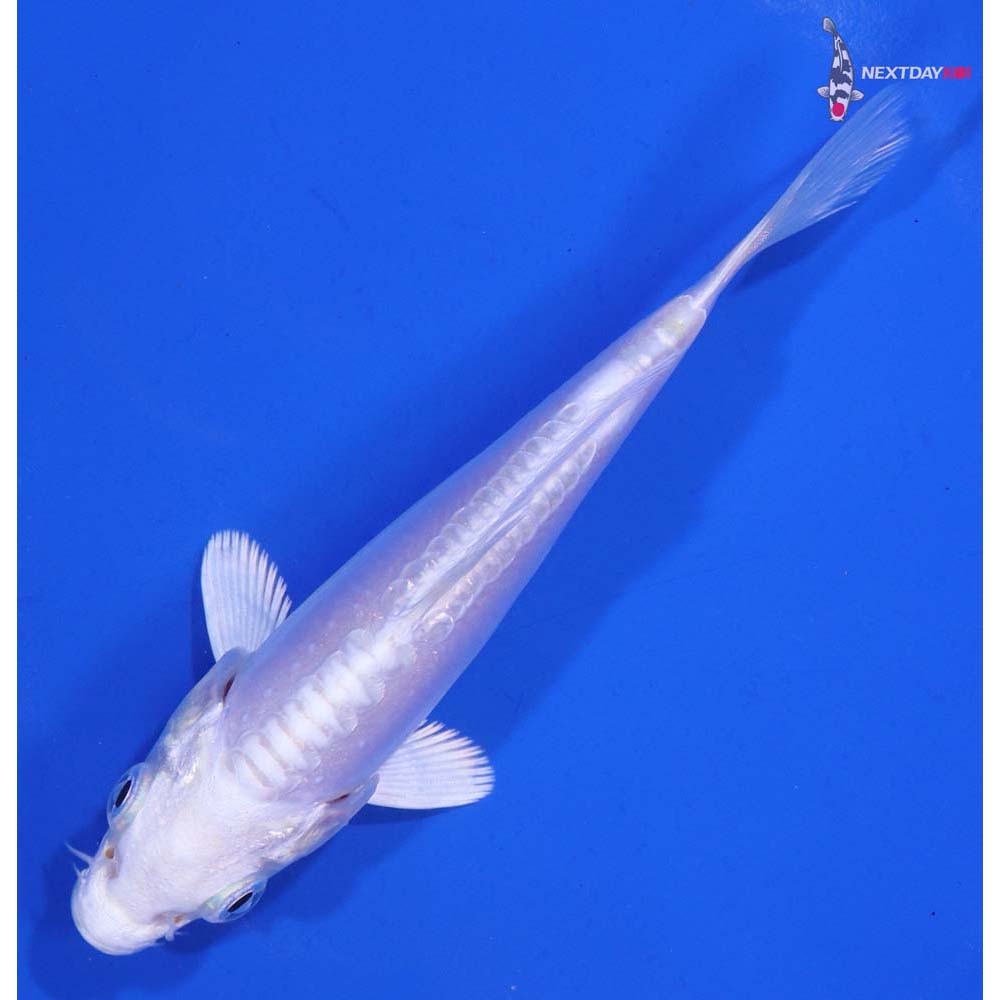 4.5” Imported Doitsu Platinum Ogon | Next Day Koi