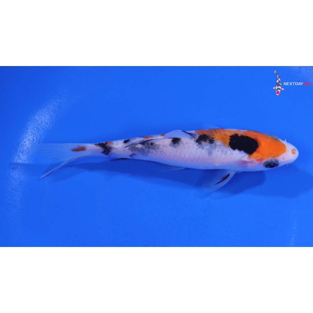 4” Imported Sanke
