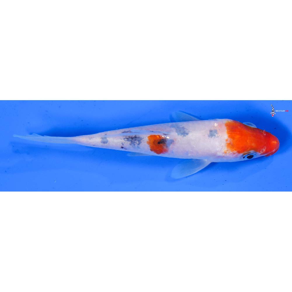 4.5” Imported Sanke
