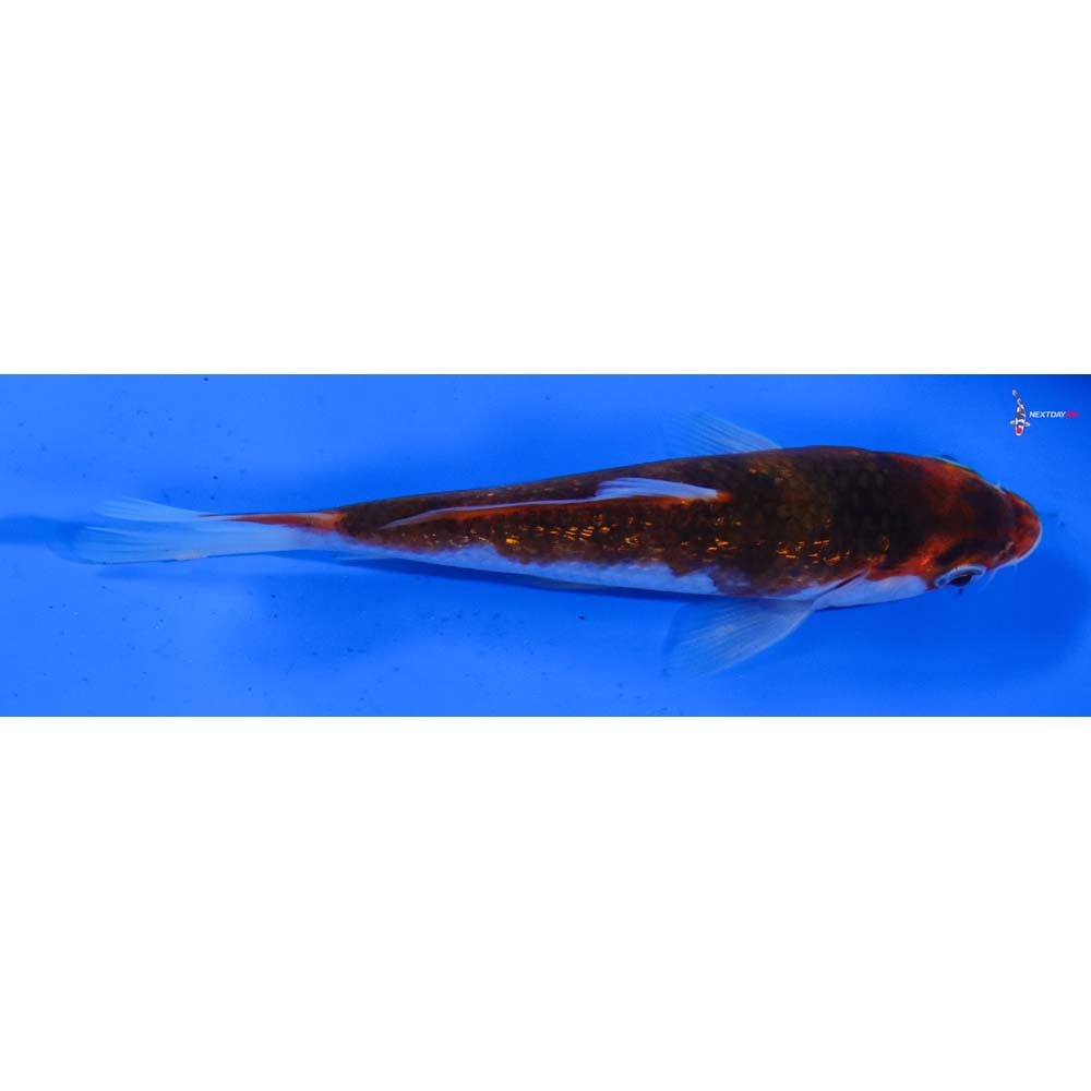5” Imported Gin Rin Goromo